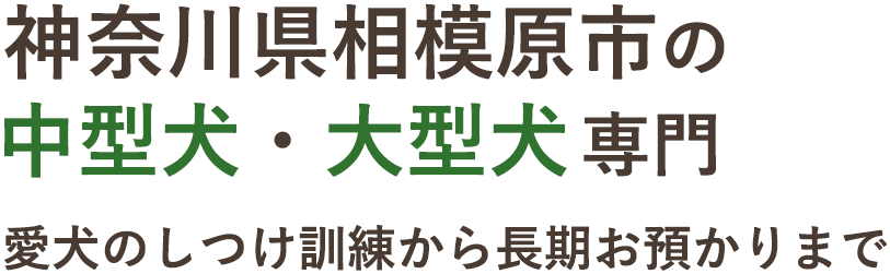 愛犬との毎日を支える時間