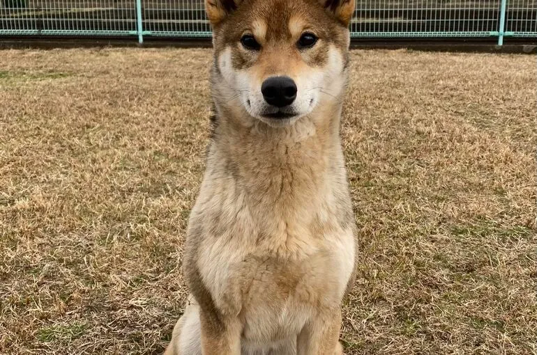 犬のしつけ訓練に関するお問い合わせ。犬の学校・四分一訓練所。神奈川県相模原市。
