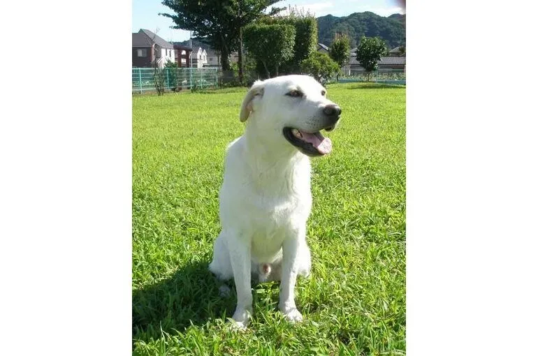 ラブラドールのしつけ訓練を行っています。神奈川県相模原市。犬の学校・四分一訓練所