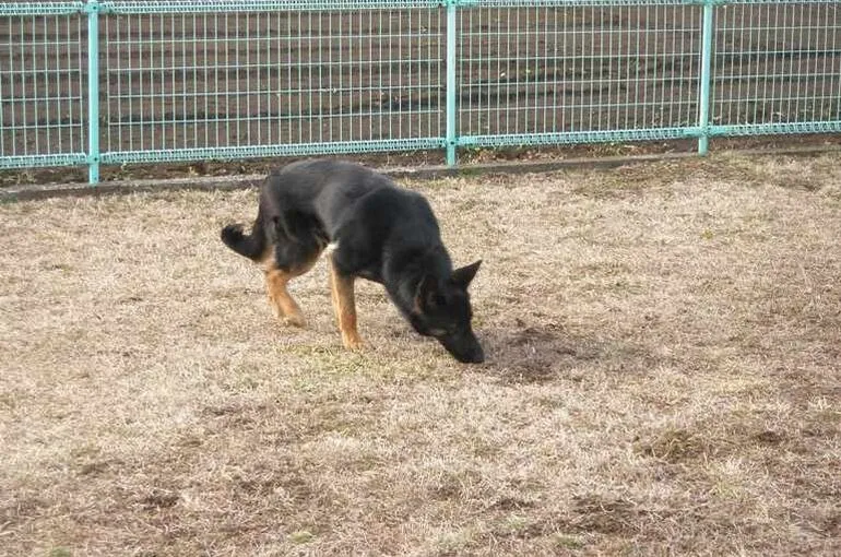 神奈川県相模原市で警察犬訓練科目の足跡追及の訓練を行っています。犬の学校・四分一訓練所