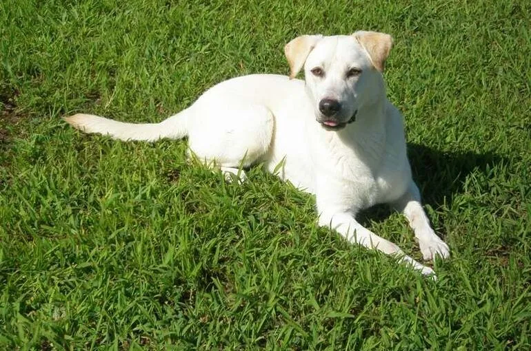 犬のしつけと犬の基本訓練についてのお問い合わせ。犬の学校・四分一訓練所