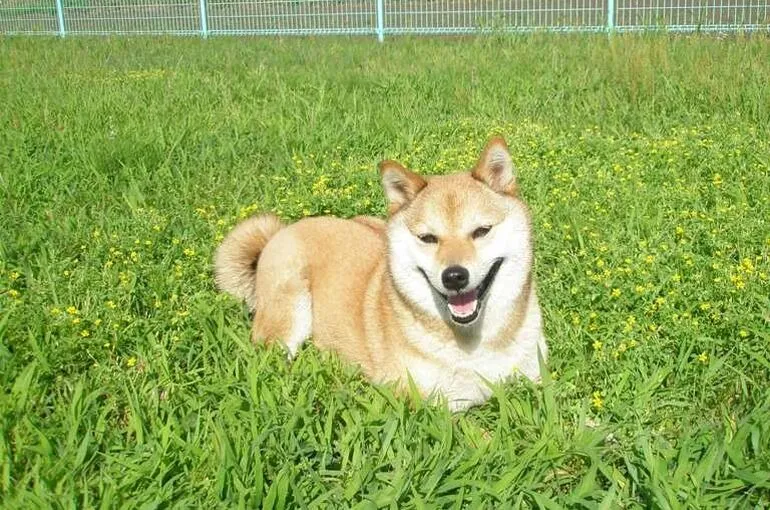 横浜方面から犬のしつけ訓練、長期お預かりのご相談。四分一訓練所へのアクセス。