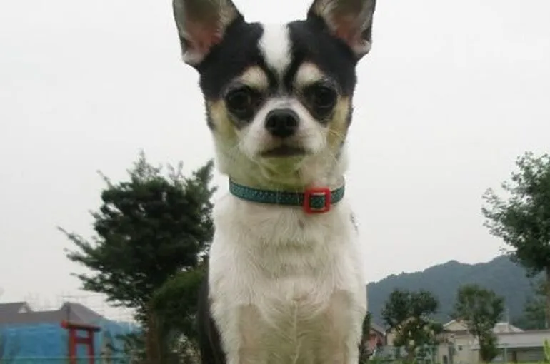 相模原市で犬のしつけに関するご相談を受け付けています。犬のしつけ相談