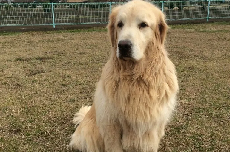 神奈川県で大型犬の長期お預かりをしている、犬の学校・四分一訓練所