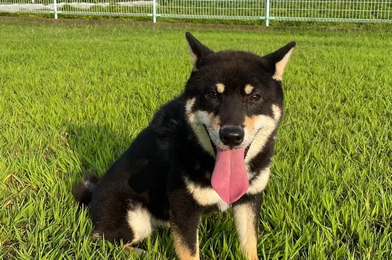 日本犬の長期お預かりについて。神奈川県相模原市の犬の学校・四分一訓練所