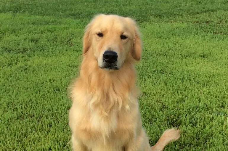 大型犬の長期ドッグホテル。犬の学校・四分一訓練所