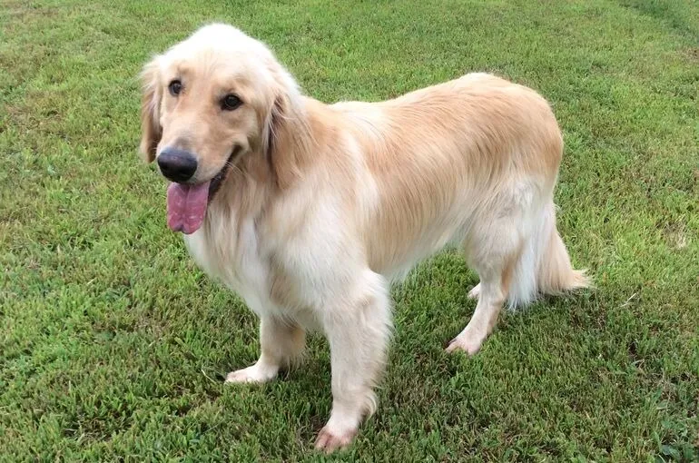 大型犬を専門に扱うドッグスクール。犬の学校四分一訓練所