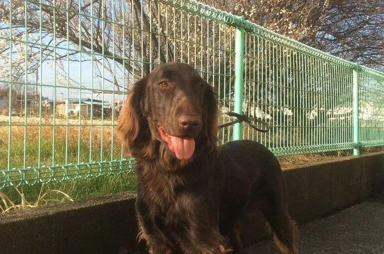 東京都内からも相談を頂いている、ご愛犬のトラブルによるお預かりについて。