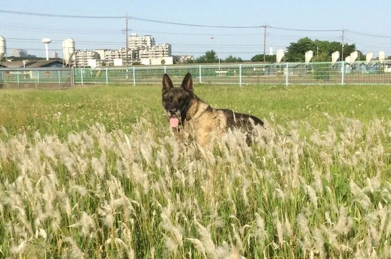 八王子から近い大型犬の長期お預かりをしている犬の学校です。