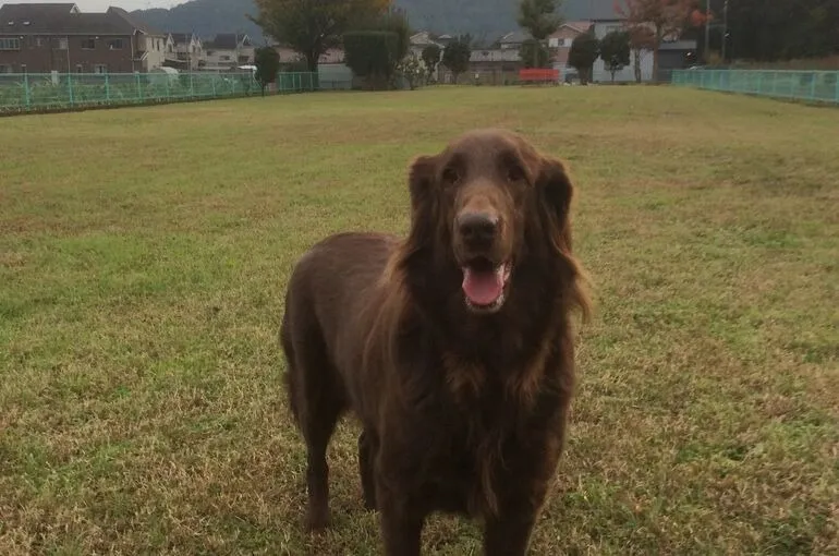 家庭犬のしつけ訓練を行っています。神奈川県相模原市緑区。犬の学校・四分一訓練所