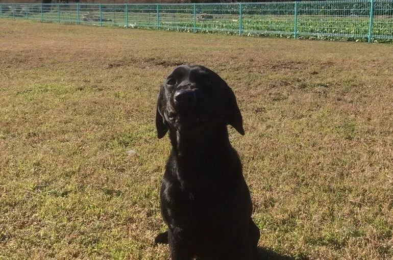 相模原市で大型犬を飼うための準備をしたい方のためにしつけ相談を行っています。