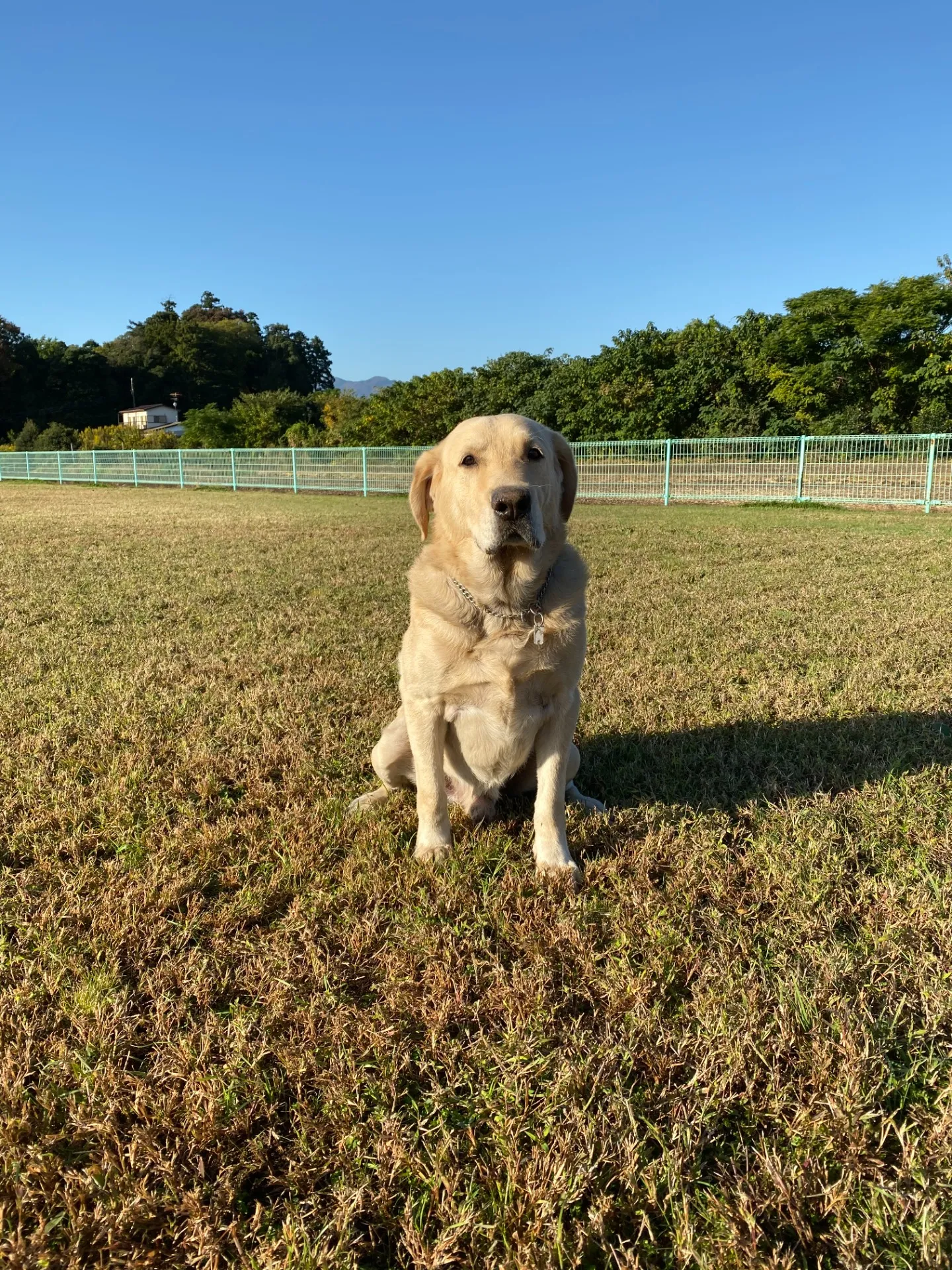 家庭犬しつけ・訓練コース
