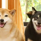 預かり