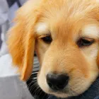 中型犬