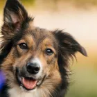 大型犬